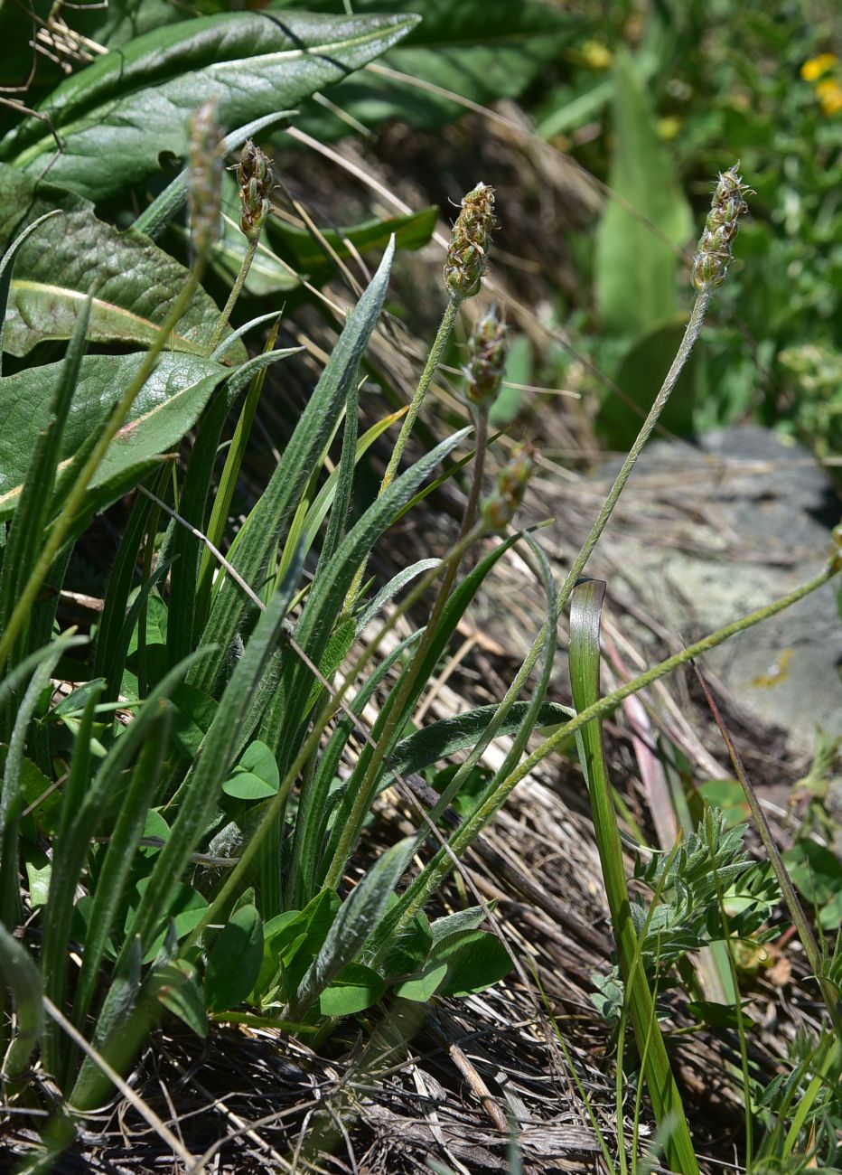 Image of Plantago atrata specimen.