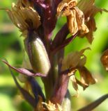 Dactylorhiza fuchsii