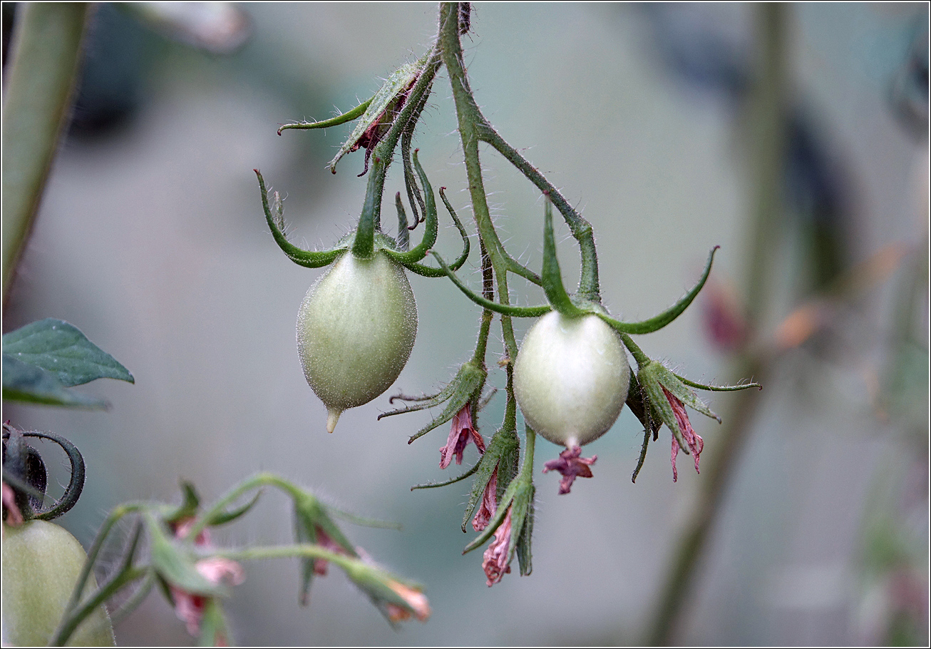 Изображение особи Lycopersicon esculentum.