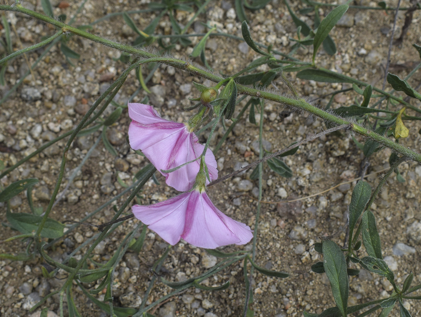 Image of Convolvulus cantabrica specimen.