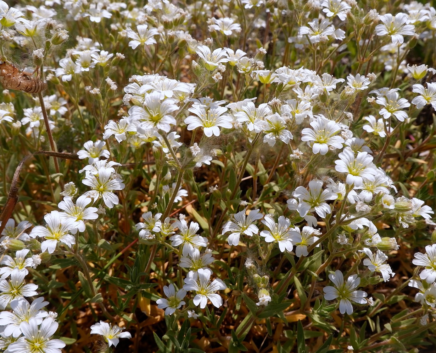 Image of Cerastium zhiguliense specimen.