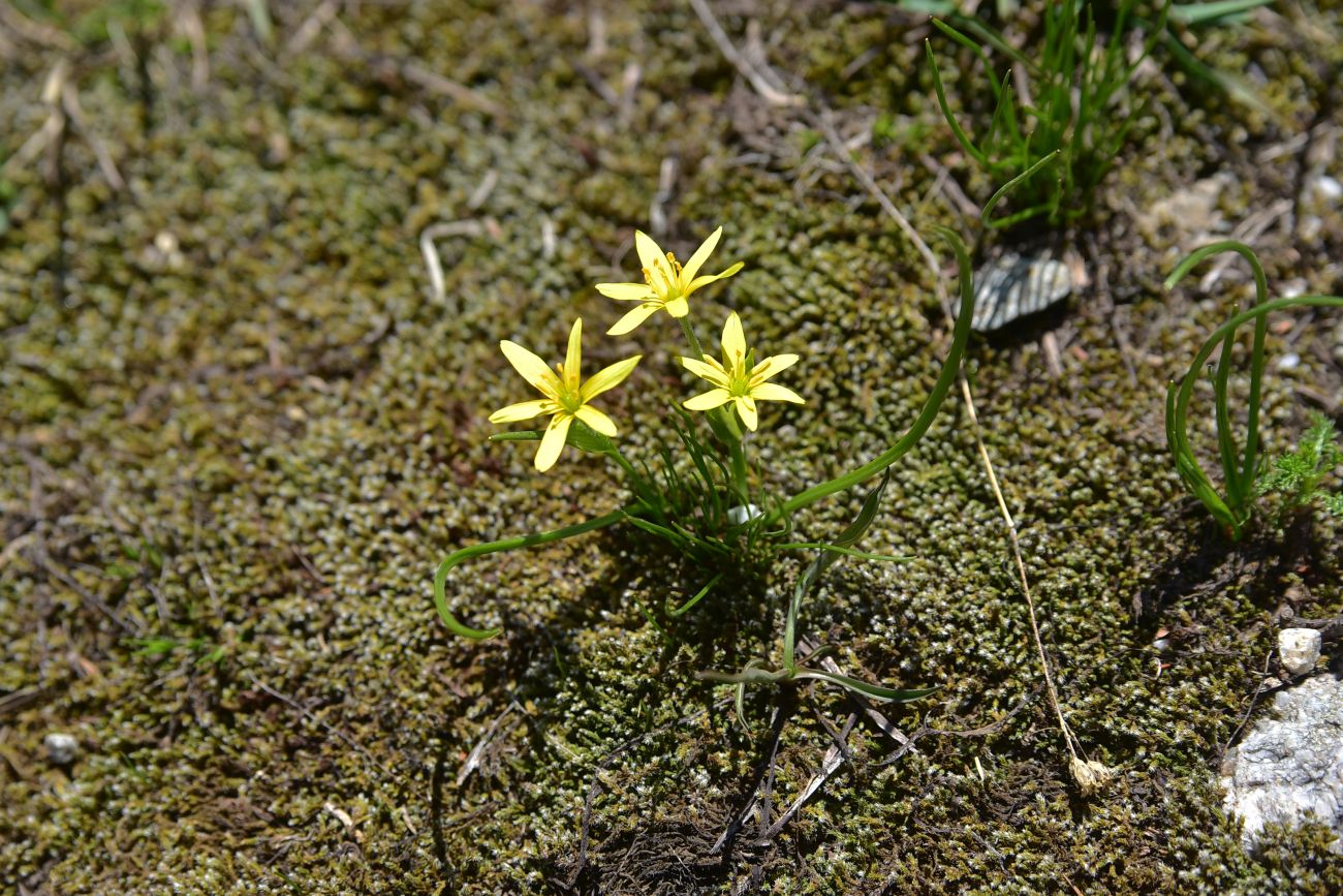 Image of genus Gagea specimen.