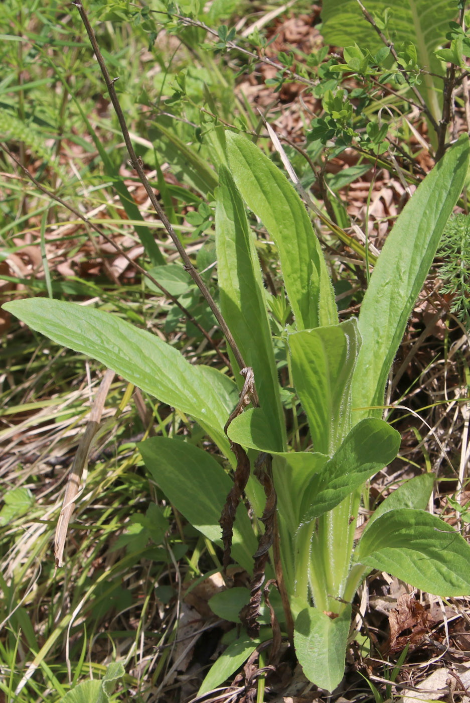 Image of Digitalis grandiflora specimen.