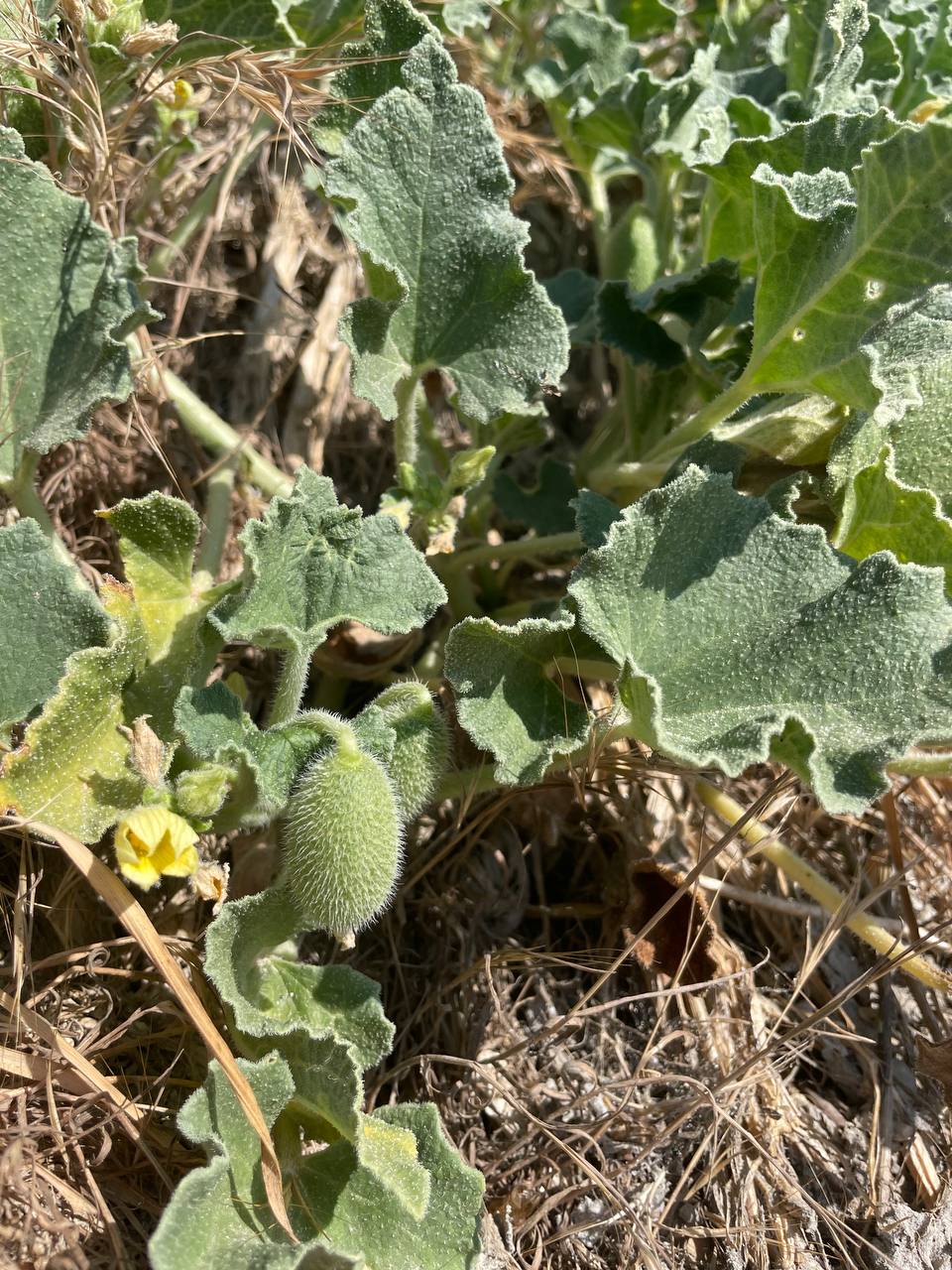 Изображение особи Ecballium elaterium.