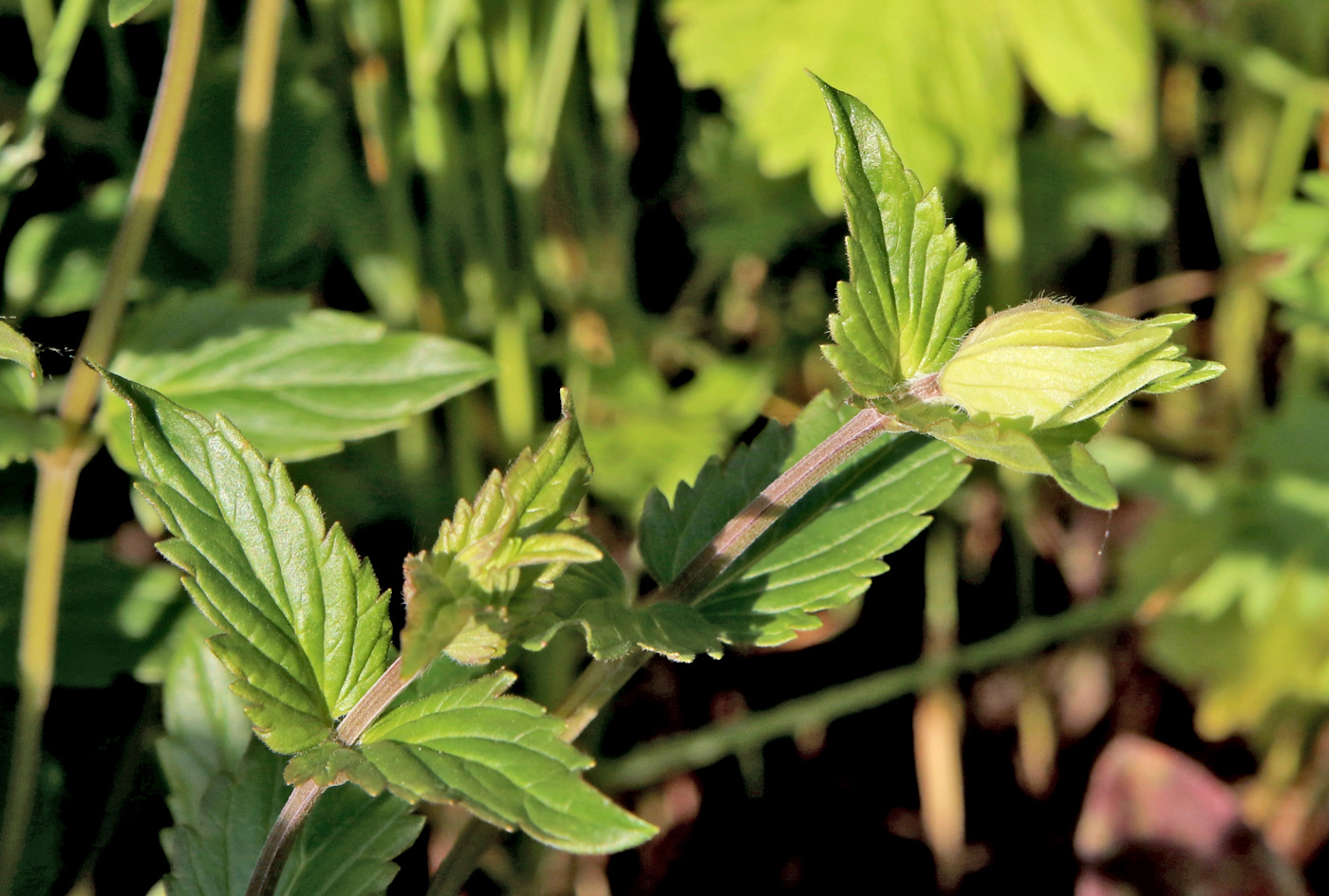 Image of Scutellaria supina specimen.