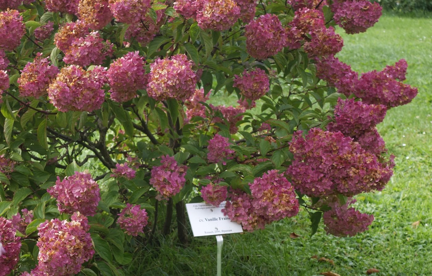 Изображение особи Hydrangea paniculata.