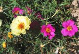 Portulaca grandiflora. Цветущие растения. Узбекистан, г. Ташкент, пос. Улугбек, частный двор, в культуре. 26.06.2014.