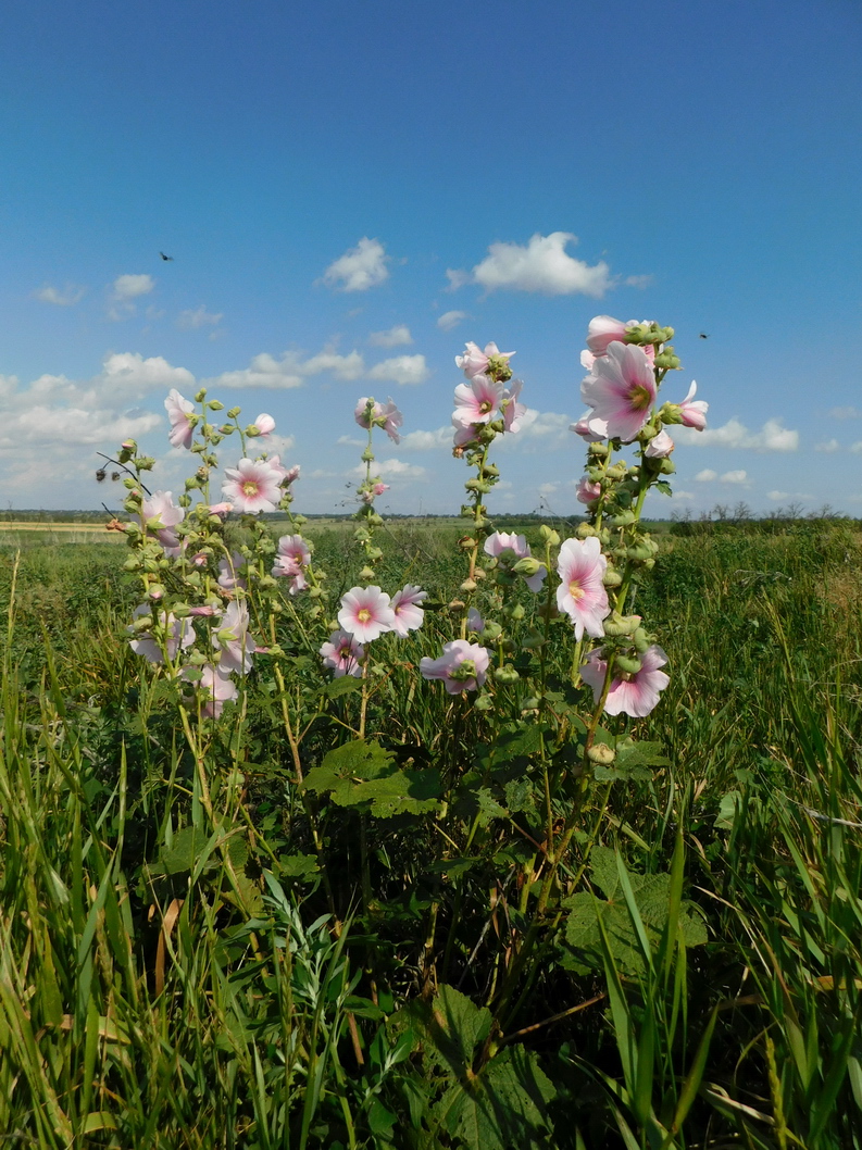 Image of Alcea rosea specimen.