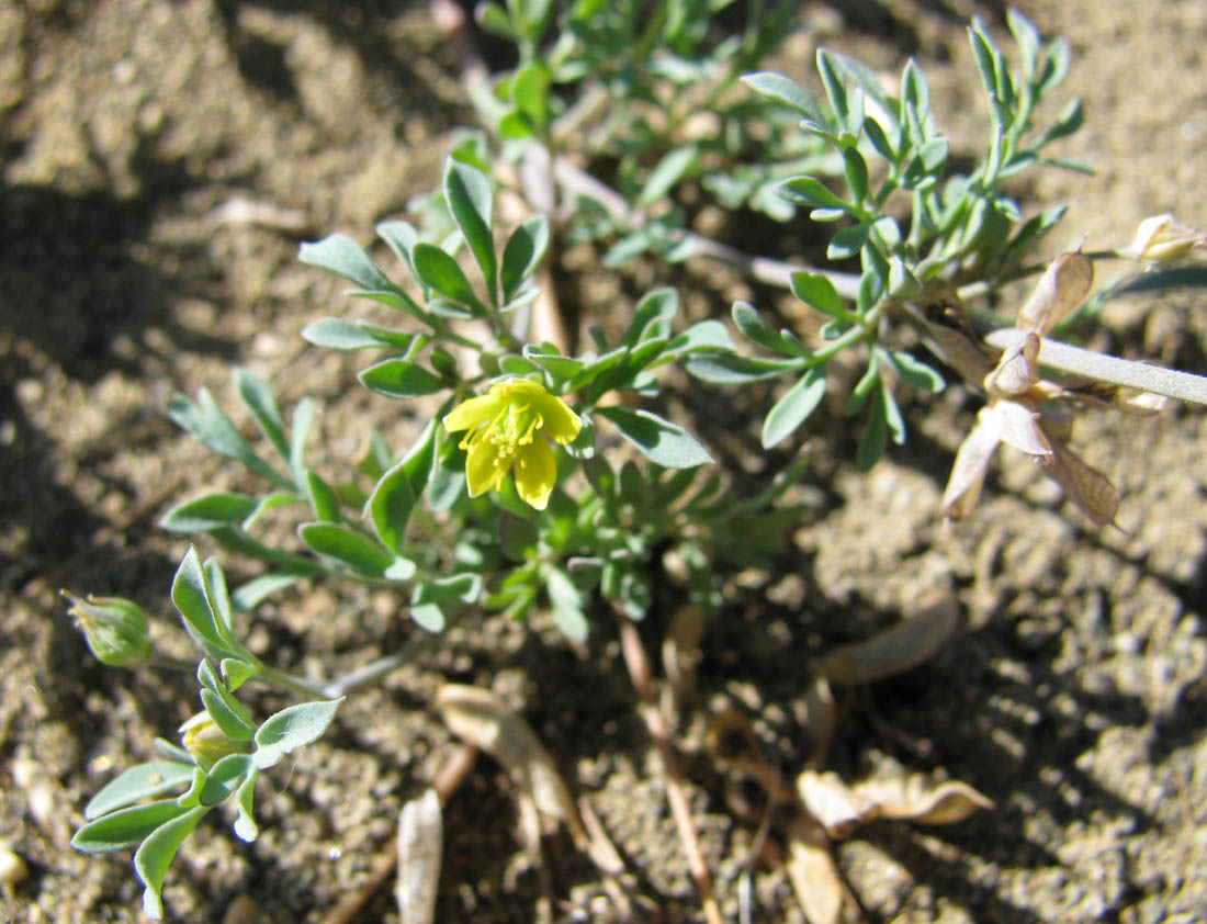 Image of Leptopyrum fumarioides specimen.