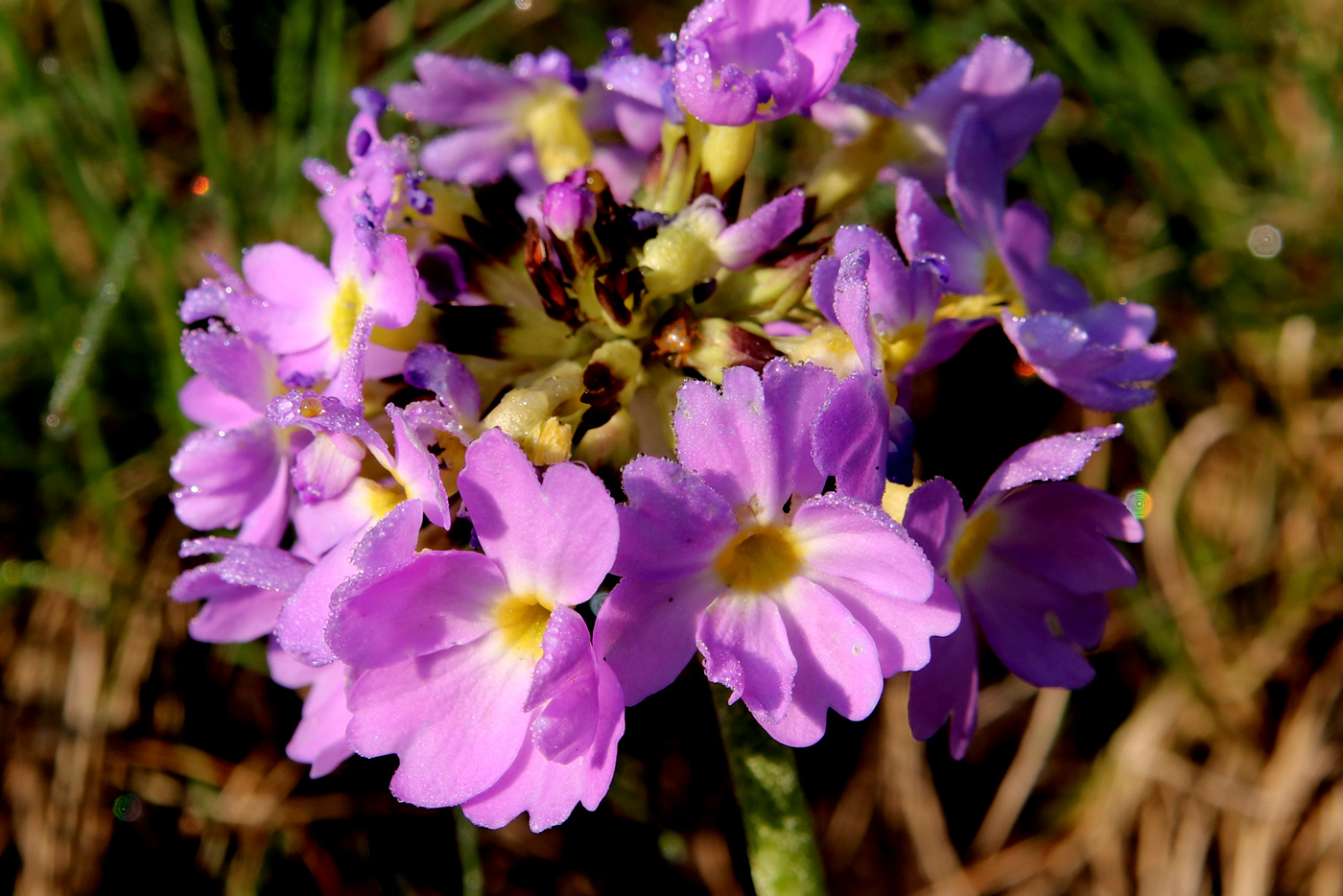 Image of Primula denticulata specimen.