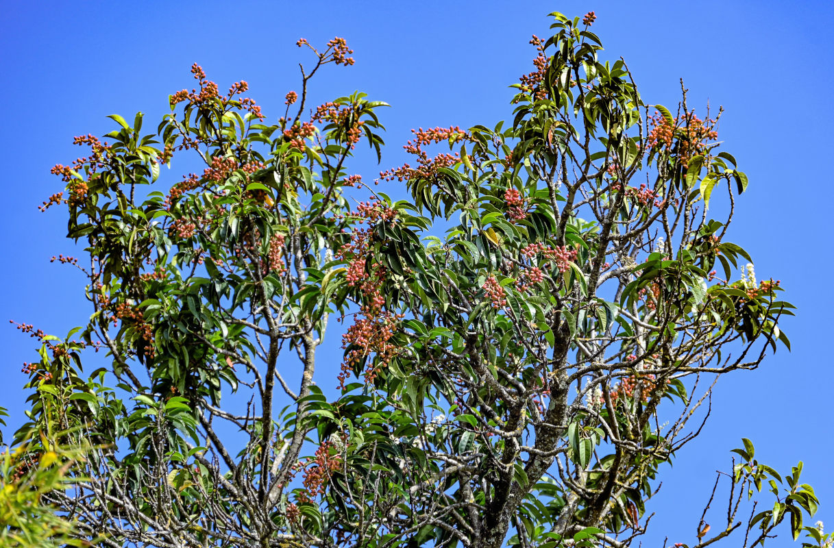 Изображение особи Lauro-cerasus lusitanica.