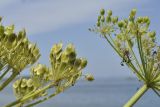 genus Heracleum. Соплодие. Приморский край, Владивостокский ГО, о. Клыкова, терраса над каменистой береговой полосой. 07.07.2025.