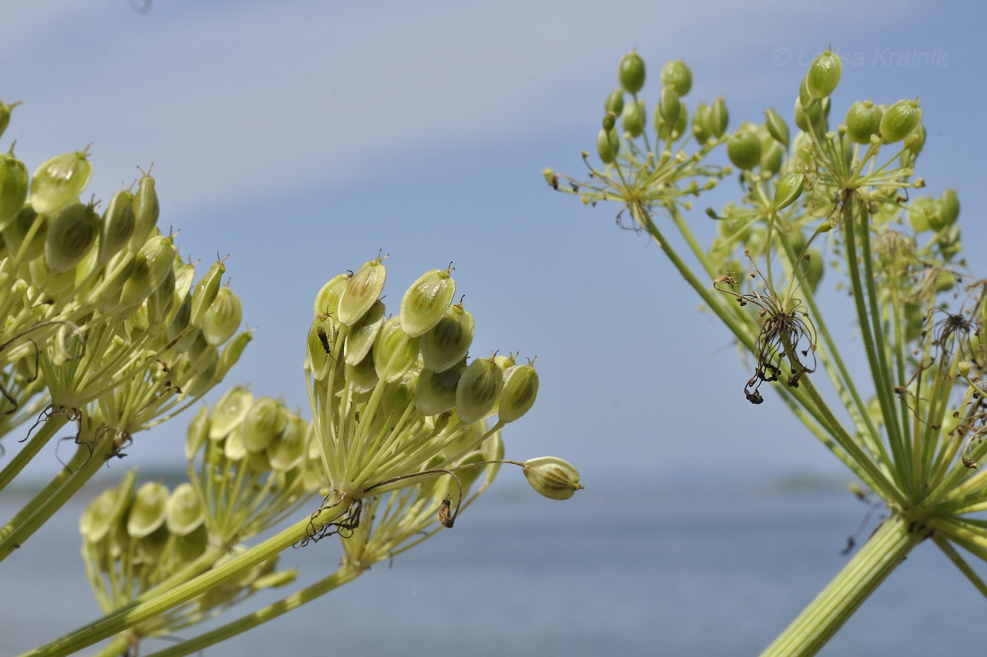 Image of Heracleum moellendorffii specimen.