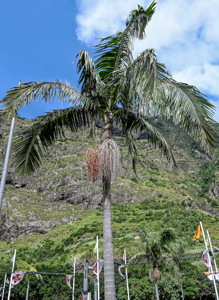 Image of Archontophoenix alexandrae specimen.