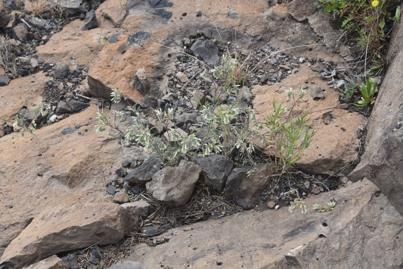 Изображение особи род Onosma.