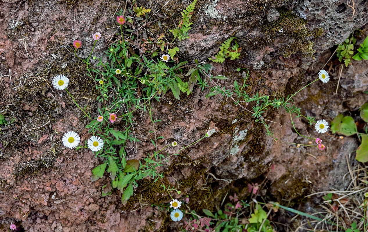Изображение особи Erigeron karvinskianus.