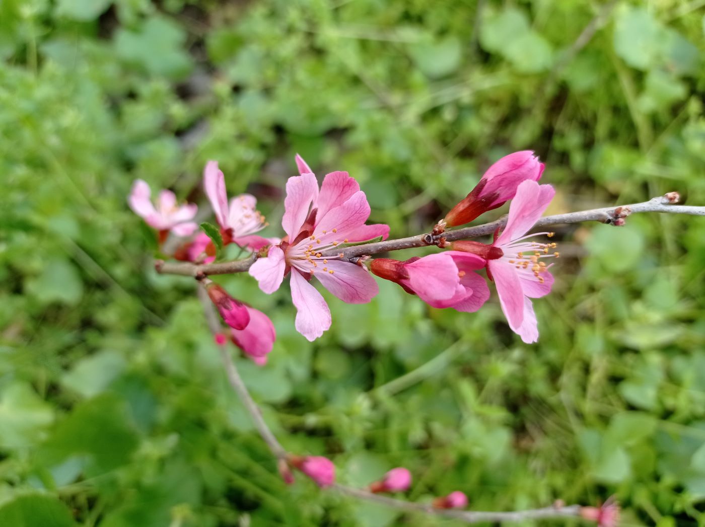 Image of Amygdalus nana specimen.