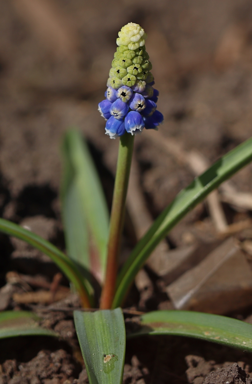 Изображение особи Muscari botryoides.