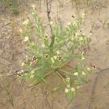 Arnebia decumbens. Цветущее растение в сообществе с Carex. Узбекистан, Каракалпакстан, Кйзкеткен, равнина. 30 апреля 2026 г.