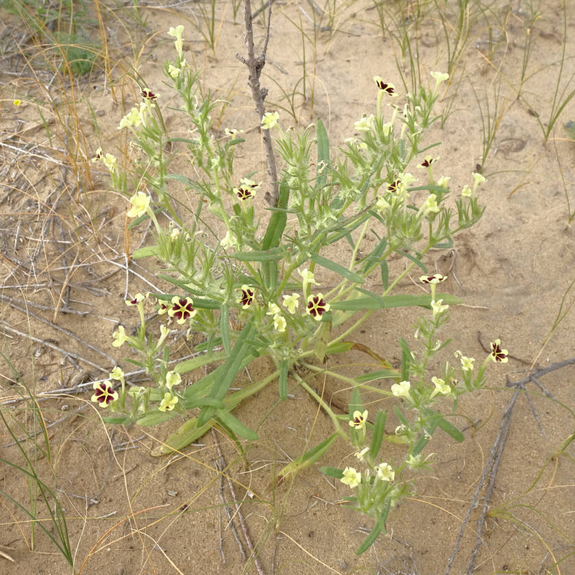 Image of Arnebia decumbens specimen.