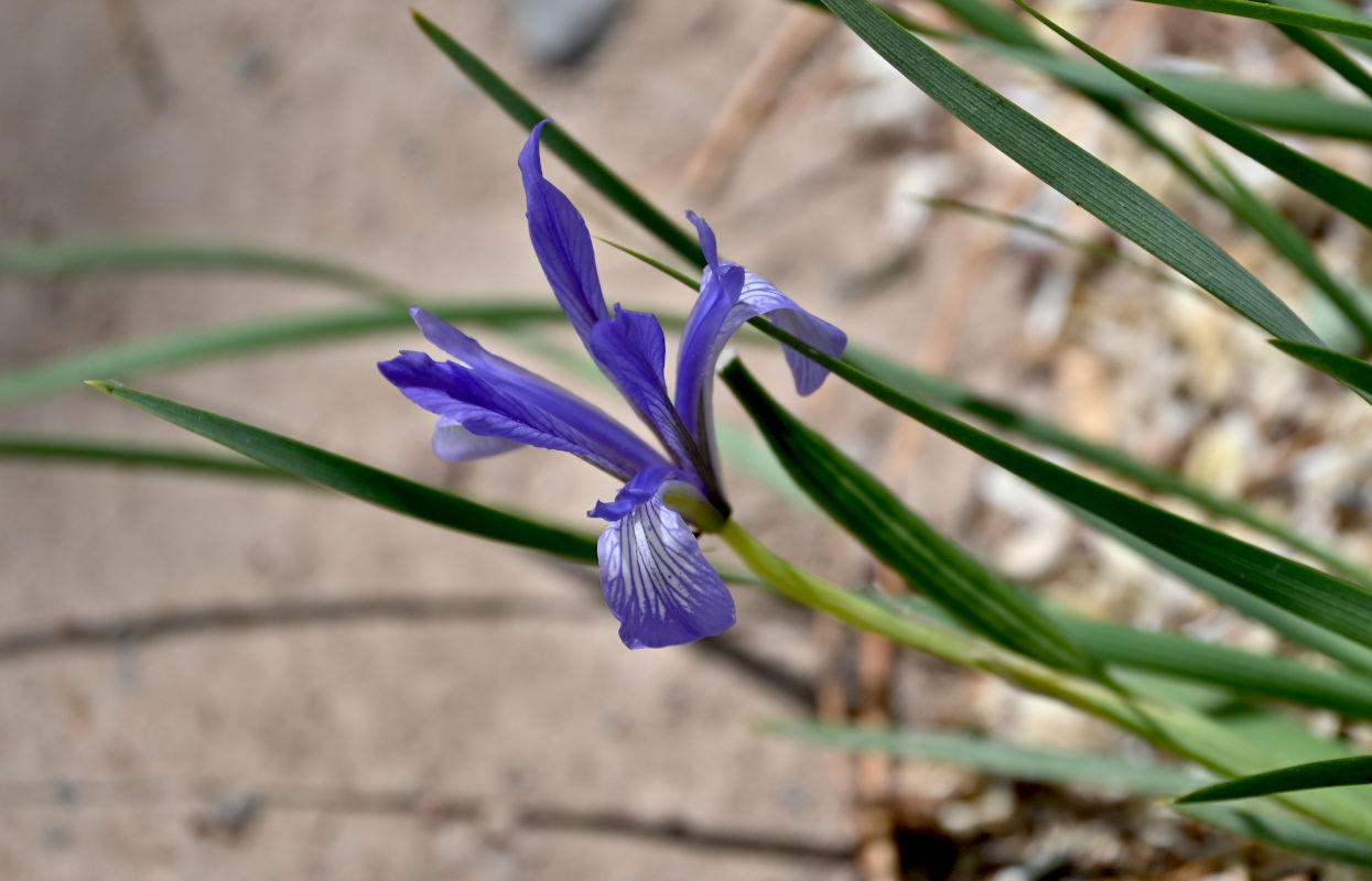 Image of Iris lactea specimen.