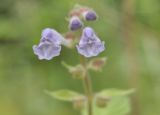 Scutellaria dentata. Цветки. Приморский край, Уссурийский гор. округ, с. Монакино, галечная отмель в ручье. 14.06.2026.
