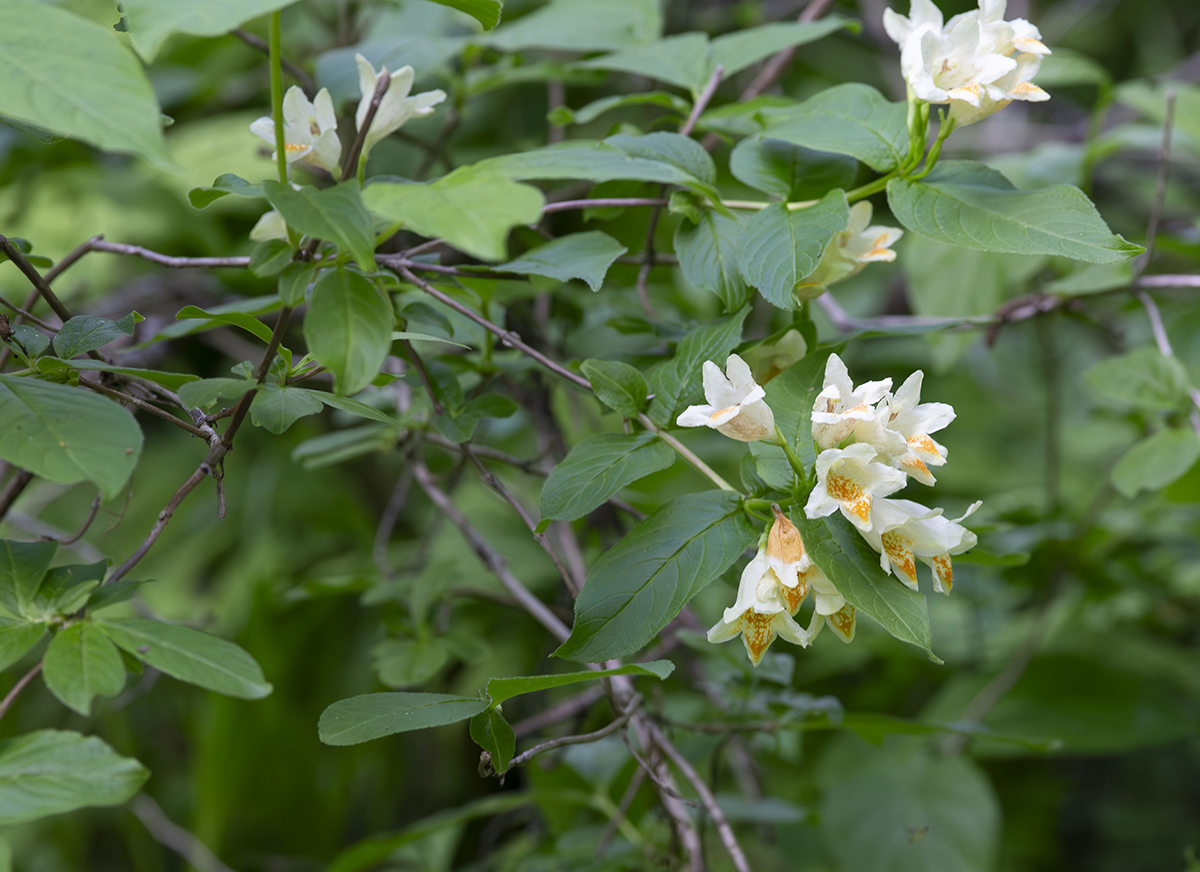 Image of Weigela middendorffiana specimen.