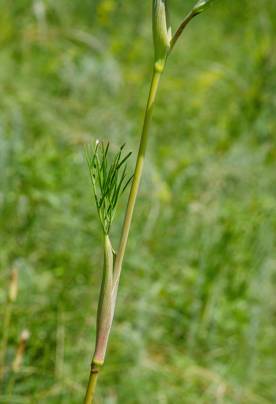 Image of Ferula tatarica specimen.