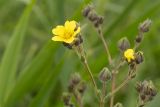 род Potentilla