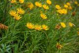 Inula ensifolia. Верхушки цветущих растений. Карачаево-Черкесская Республика, Урупский р-н, ок. 4 км к востоку от станицы Андрюки, луговой склон. 26.07.2026.