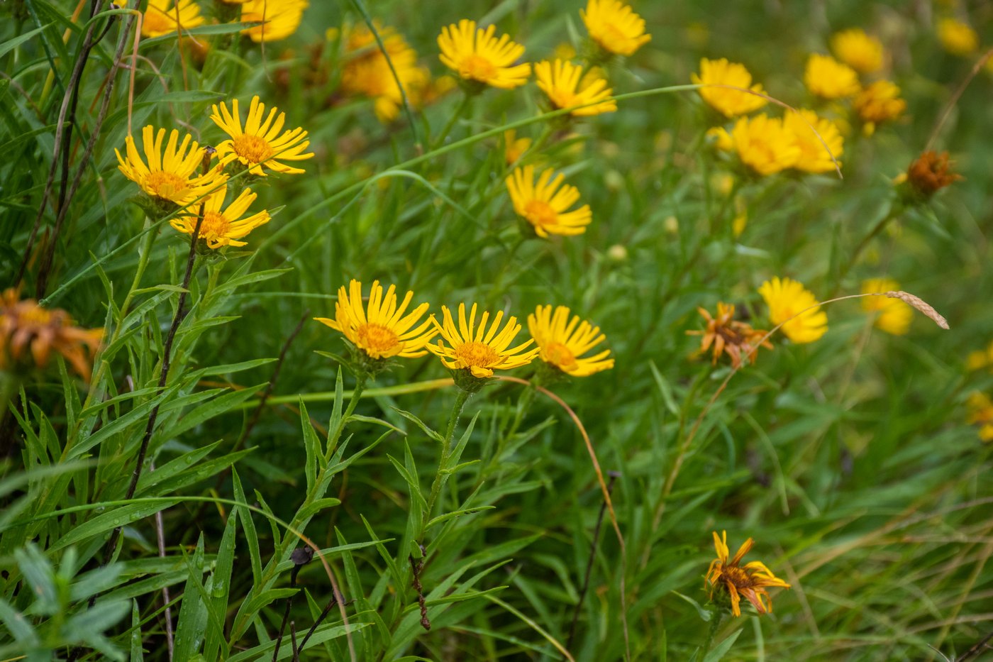 Image of Inula ensifolia specimen.