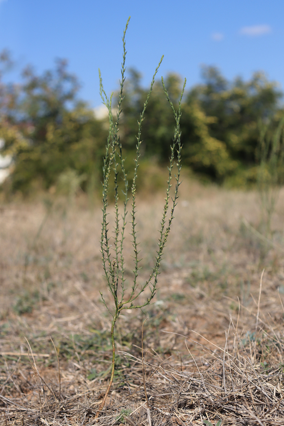 Image of Thymelaea passerina specimen.