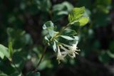 Lonicera tianschanica