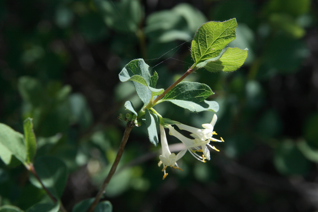 Изображение особи Lonicera tianschanica.