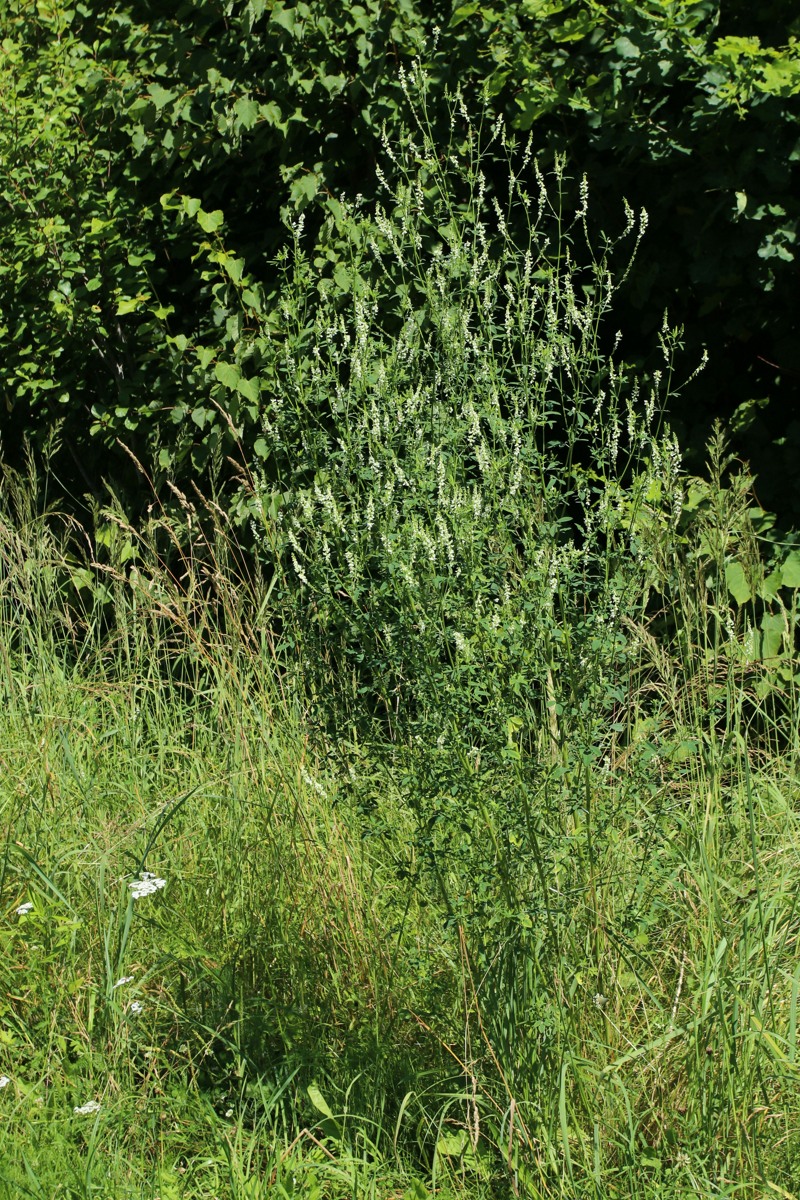 Image of Melilotus albus specimen.
