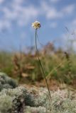 Allium psebaicum. Цветущее растение. Краснодарский край, м/о г. Новороссийск, Маркотхский хр., Андреевский пер., петрофитная степь. 8 августа 2026 г.