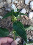 Galeopsis tetrahit
