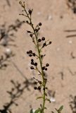 род Scrophularia. Верхушка побега с соплодием. Португалия, округ Бежа, устье р. Мира, окраина песчаного пляжа. 05.06.2026.