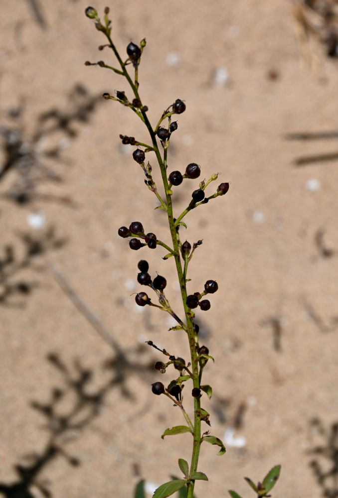 Изображение особи род Scrophularia.