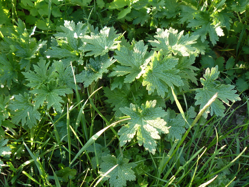 Image of genus Leonurus specimen.