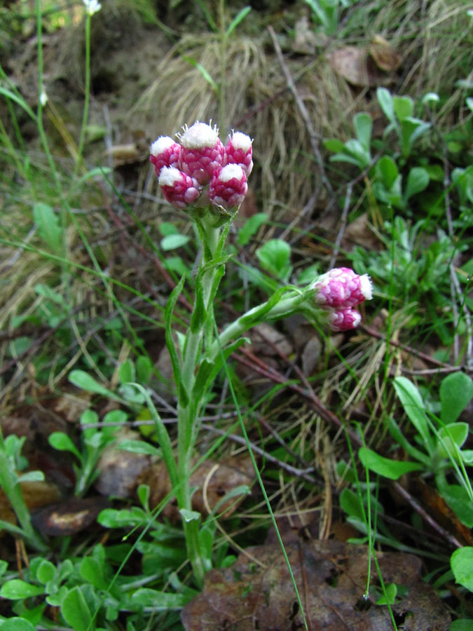 Изображение особи Antennaria dioica.