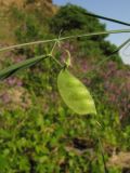 Lathyrus setifolius. Плод. Южный Берег Крыма, гора Аю-Даг. 27 мая 2011 г.