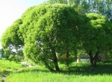 Salix fragilis var. sphaerica