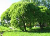 Salix fragilis variety sphaerica. Взрослые деревья. Ярославская обл., Некоузский р-н, пос. Борок. 27.05.2011.