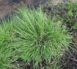 Carex canescens