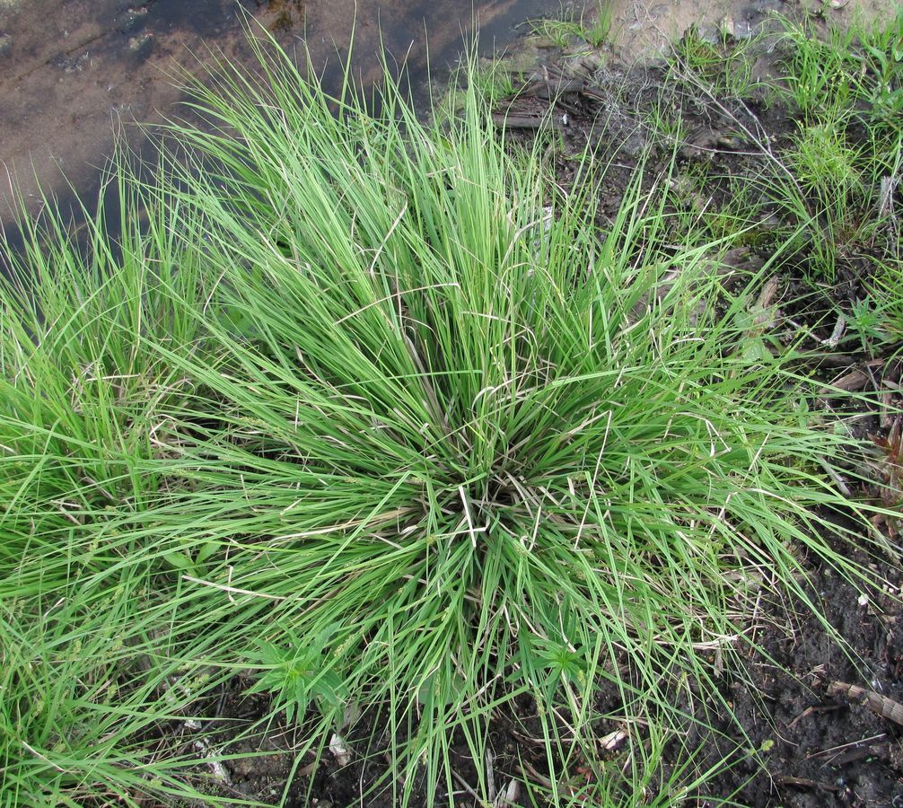 Image of Carex canescens specimen.