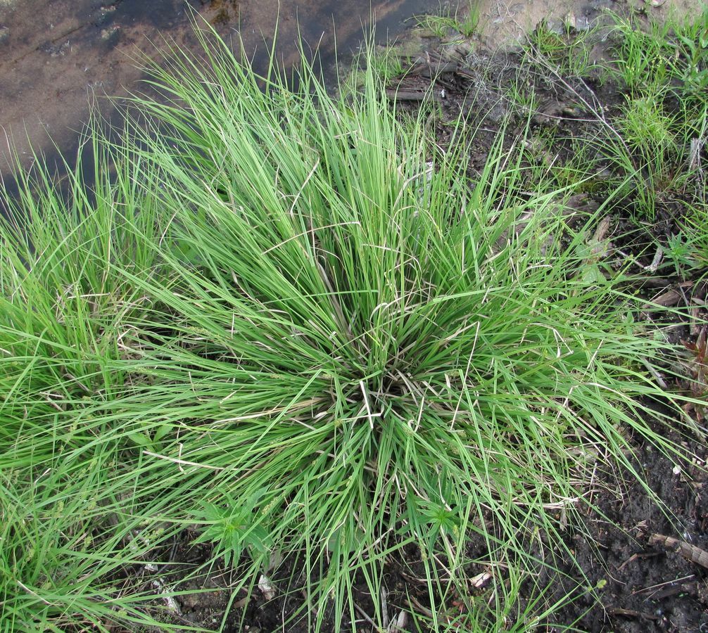 Изображение особи Carex canescens.