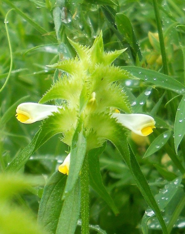 Изображение особи Melampyrum cristatum.