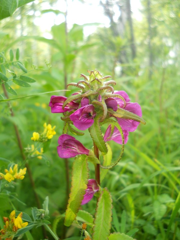 Image of Pedicularis resupinata specimen.