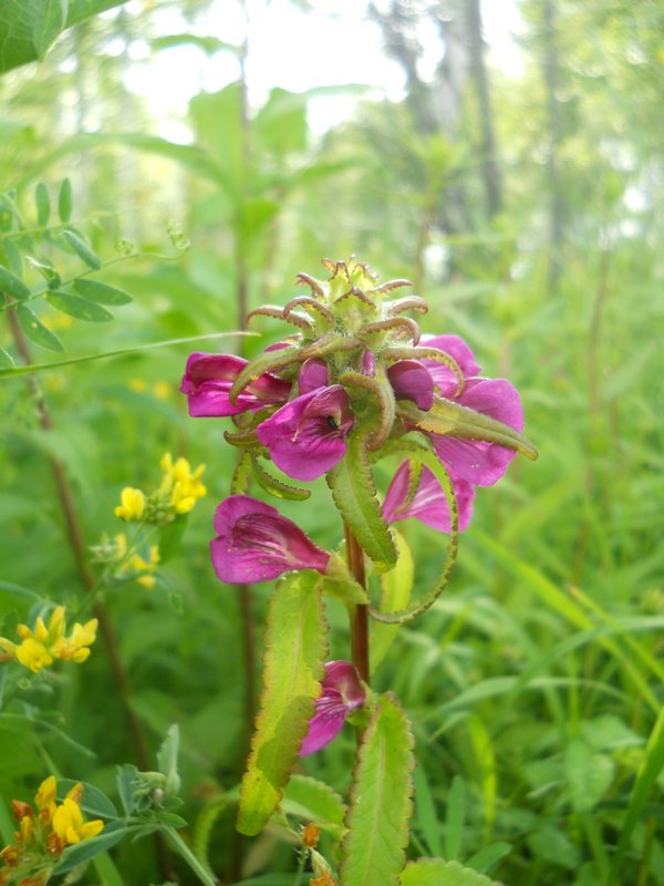 Изображение особи Pedicularis resupinata.